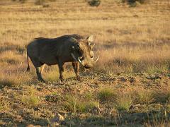 090516_Pilanesberg 329